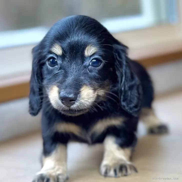 ID:2503-04191の子犬