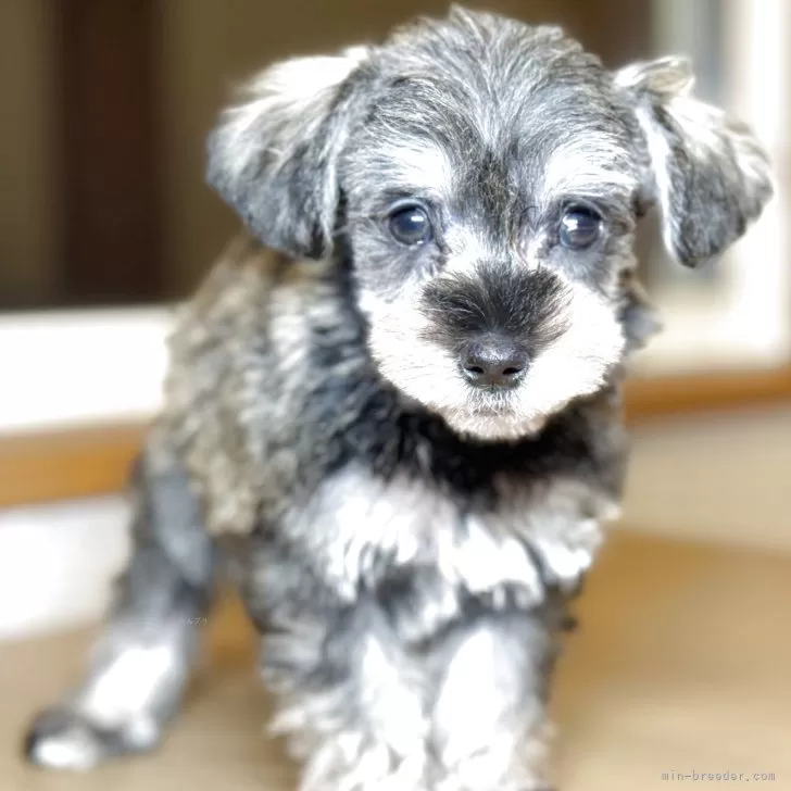 ID:2503-05742の子犬