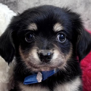 チワックス(チワワ×ダックスフンド)【岐阜県・男の子・2025年10月31日・ブラック&クリーム】の写真「チワックス兄弟」