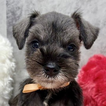 ミニチュアシュナウザー【岐阜県・女の子・2025年10月23日・ソルト&ペッパー】の写真「ミニチュアシュナウザー6兄妹」