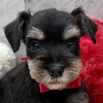 ミニチュアシュナウザー【岐阜県・男の子・2025年10月23日・ブラック&シルバー】の写真「ミニチュアシュナウザー6兄妹」