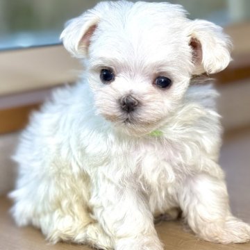マルチーズ【岐阜県・男の子・2025年2月8日・ホワイト】の写真「マルくん3兄弟♫」