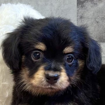 チワックス(チワワ×ダックスフンド)【岐阜県・男の子・2025年9月22日・ブラック&タン】の写真「チワックス2兄妹」