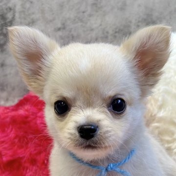 チワワ(ロング)【岐阜県・女の子・2025年9月30日・クリーム&ホワイト】の写真「チワワ5兄妹」