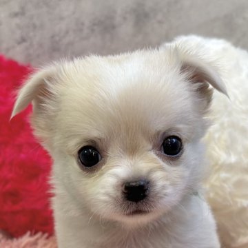 チワワ(ロング)【岐阜県・女の子・2025年9月30日・クリーム&ホワイト】の写真「チワワ5兄妹」