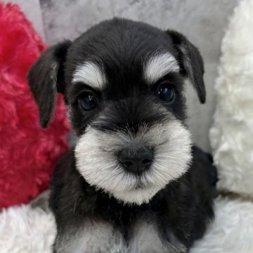 ミニチュアシュナウザー【岐阜県・男の子・2025年10月3日・ブラック&シルバー】の写真「シュナウザー5兄妹」