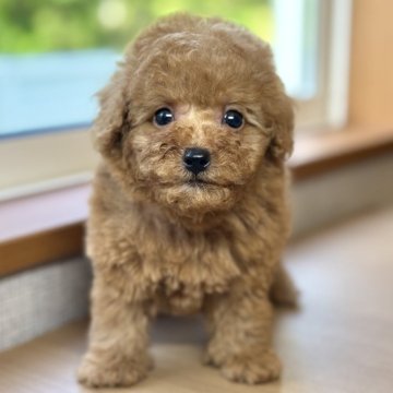 トイプードル(トイ)【岐阜県・男の子・2025年4月11日・レッドフォーン】の写真「といぷーちゃん3兄弟♫」