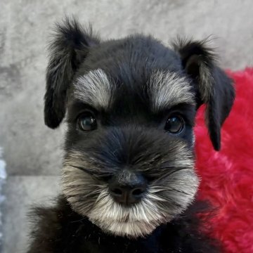 ミニチュアシュナウザー【岐阜県・女の子・2025年9月29日・ブラック&シルバー】の写真「シュナウザー6兄妹」