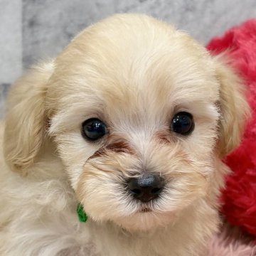 マルプー(トイプードル×マルチーズ)【岐阜県・女の子・2025年11月6日・アプリコット】の写真「マルプー3姉妹」