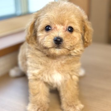 マルプー(マルチーズ×トイプードル)【岐阜県・女の子・2025年3月22日・アプリコット】の写真「マルプー3兄妹♫」
