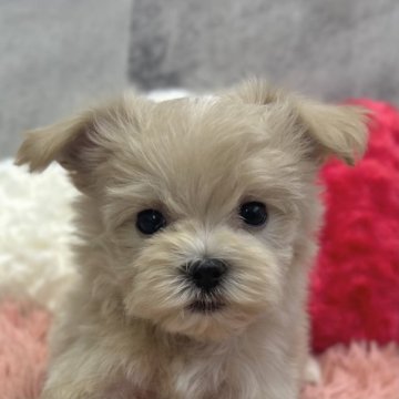 マルプー(トイプードル×マルチーズ)【岐阜県・男の子・2025年9月29日・クリーム&ホワイト】の写真「マルプー4兄妹」