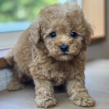 トイプードル(トイ)【岐阜県・男の子・2025年4月11日・レッドフォーン】の写真「といぷーちゃん3兄弟♫」