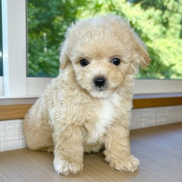マルプー(トイプードル×マルチーズ)【岐阜県・男の子・2025年5月18日・アプリコット&ホワイト】の写真「かわちい一人っ子♫」