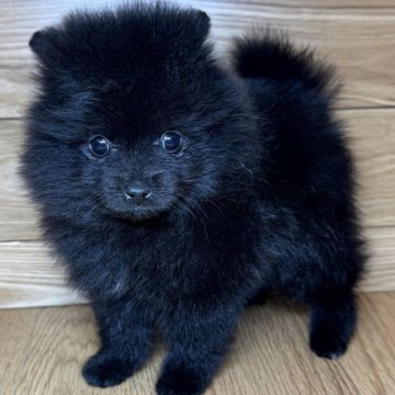 ポメラニアン【岐阜県・女の子・2024年12月20日・ブラック】の写真「毛量多め4兄妹♫」