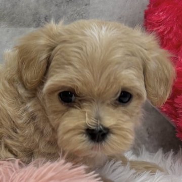 マルプー(トイプードル×マルチーズ)【岐阜県・女の子・2025年9月29日・アプリコット&ホワイト】の写真「マルプー4兄妹」