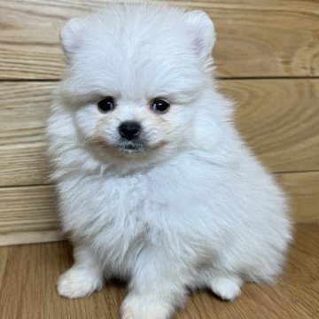 ポメラニアン【岐阜県・女の子・2024年12月18日・クリーム】の写真「クリーム2兄妹♫」