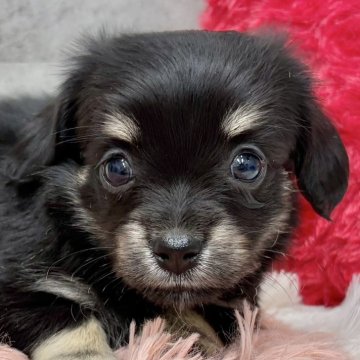 チワックス(チワワ×ダックスフンド)【岐阜県・女の子・2025年10月11日・ブラック&クリーム】の写真「チワックス3姉妹」