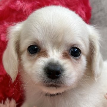 チワックス(チワワ×ダックスフンド)【岐阜県・男の子・2025年9月28日・クリーム】の写真「チワックス4兄妹」