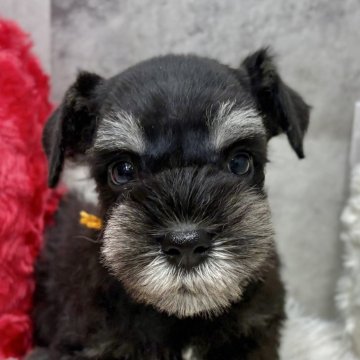 ミニチュアシュナウザー【岐阜県・男の子・2025年10月5日・ブラック&シルバー】の写真「シュナウザー5兄妹」