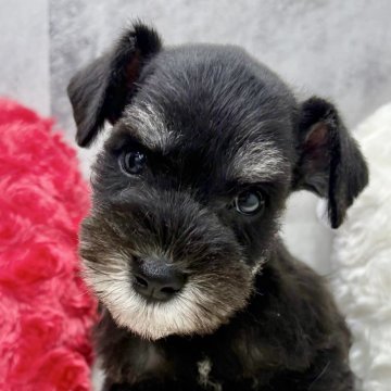 ミニチュアシュナウザー【岐阜県・男の子・2025年10月5日・ブラック&シルバー】の写真「シュナウザー5兄妹」