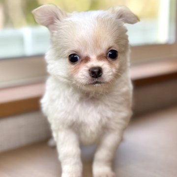 チワワ(ロング)【岐阜県・男の子・2025年3月15日・クリーム&ホワイト】の写真「クリームチワワちゃん4兄妹♫」