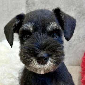 ミニチュアシュナウザー【岐阜県・男の子・2025年9月29日・ブラック&シルバー】の写真「シュナウザー6兄妹」