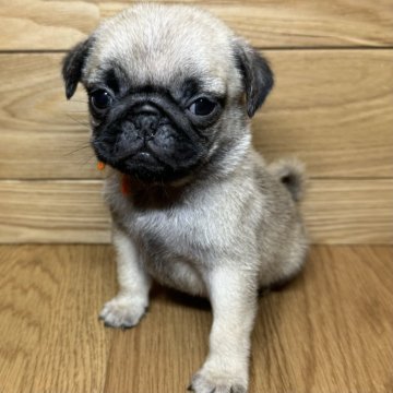 パグ【岐阜県・男の子・2024年12月22日・フォーン】の写真「小さめパグ3兄妹♫」