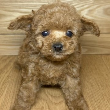 トイプードル(トイ)【岐阜県・男の子・2025年1月14日・レッドフォーン】の写真「トイプーちゃん3兄妹♫」