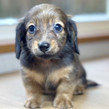 カニンヘンダックスフンド(ロング)【岐阜県・男の子・2025年2月1日・レッド】の写真「カニンヘン4兄妹♫」