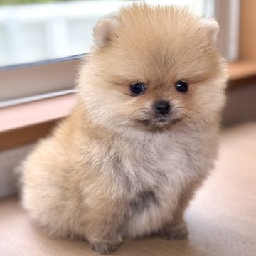 ポメラニアン【岐阜県・男の子・2025年3月31日・オレンジ】の写真「ポメ兄妹♫」
