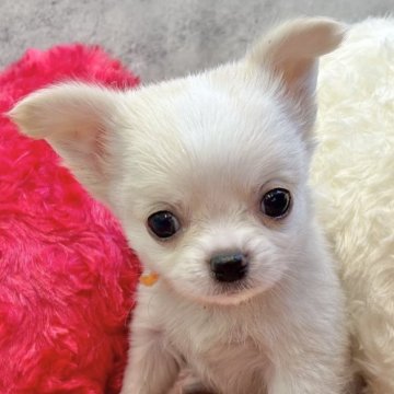 チワワ(ロング)【岐阜県・男の子・2025年9月30日・クリーム&ホワイト】の写真「チワワ5兄妹」