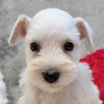 ミニチュアシュナウザー【岐阜県・男の子・2025年10月9日・ホワイト】の写真「シュナウザー7兄妹」