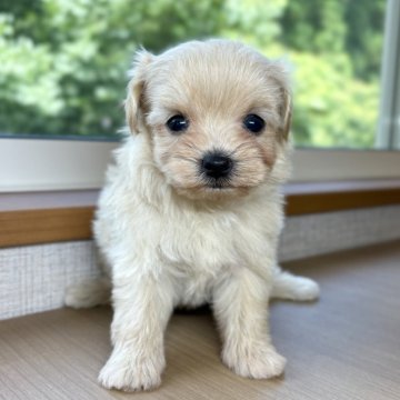 マルプー(マルチーズ×トイプードル)【岐阜県・男の子・2025年6月1日・クリーム】の写真「といぷーちゃん兄妹🎵」