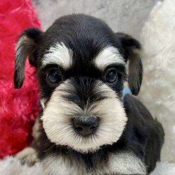 ミニチュアシュナウザー【岐阜県・男の子・2025年10月3日・ブラック&シルバー】の写真「シュナウザー5兄妹」