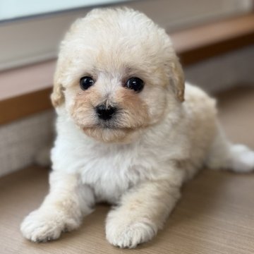 マルプー(マルチーズ×タイニープードル)【岐阜県・男の子・2025年5月2日・クリーム】の写真「まるぷー兄妹♫」