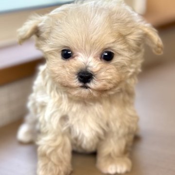 マルプー(マルチーズ×トイプードル)【岐阜県・女の子・2025年3月15日・クリーム&ホワイト】の写真「こぶりマルプー4兄妹♫」
