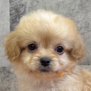 チワプー(チワワ×トイプードル)【岐阜県・男の子・2025年9月23日・クリーム】の写真「チワプー4兄妹」