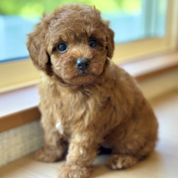 トイプードル(トイ)【岐阜県・女の子・2025年5月12日・レッドフォーン】の写真「トイプーちゃん3兄妹♫」