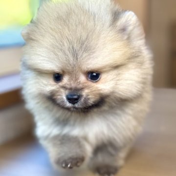 ポメラニアン【岐阜県・男の子・2025年3月29日・ウルフセーブル】の写真「ポメ3兄妹♫」