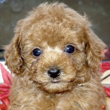 トイプードル(トイ)【岐阜県・男の子・2025年8月4日・レッドフォーン】の写真「かわいいトイプードル兄弟」