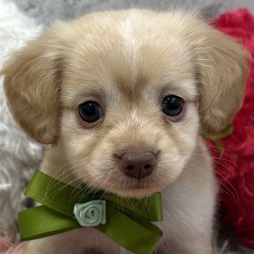 チワックス(チワワ×ダックスフンド)【岐阜県・男の子・2026年3月1日・クリーム&ホワイト】の写真「優しい目をしたチワックス2兄弟」