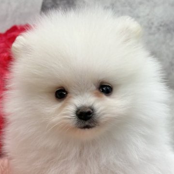 ポメラニアン【岐阜県・女の子・2025年9月28日・クリーム】の写真「ポメ3兄妹」