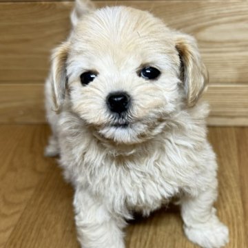 マルプー(マルチーズ×トイプードル)【岐阜県・女の子・2024年11月29日・クリーム&ホワイト】の写真「クリクリおめめの姉妹♫」