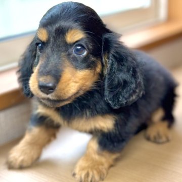 2024年のクリスマス ミニチュアダックスフンドの子犬を探す｜ブリーダー直販の子犬 その他