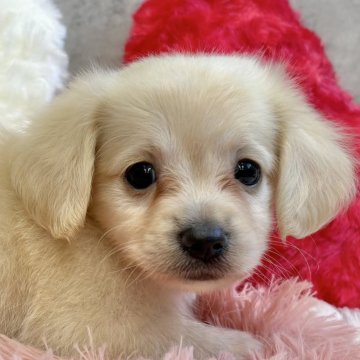 チワックス(チワワ×ダックスフンド)【岐阜県・男の子・2025年9月19日・クリーム】の写真「チワックス3兄弟」