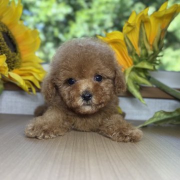 トイプードル(トイ)【岐阜県・男の子・2025年7月20日・レッドフォーン】の写真「プードル3兄妹」