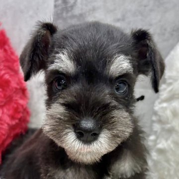 ミニチュアシュナウザー【岐阜県・女の子・2025年10月5日・ブラック&シルバー】の写真「シュナウザー5兄妹」