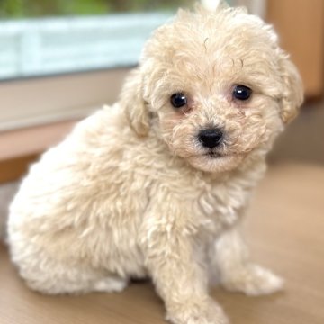 マルプー(マルチーズ×トイプードル)【岐阜県・男の子・2025年3月23日・クリーム】の写真「マルプー2兄弟♫」