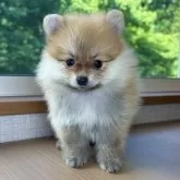 ポメラニアン