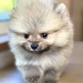 ポメラニアン